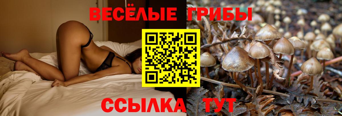 Псилоцибиновые грибы Psilocybine cubensis  Ипатово  Галлюциногенные грибы мухоморы 